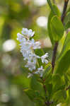 Buckwheat tree <BR>Black titi